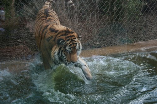 A Tiger paddling, Marwell Zoological Park, Hampshire
