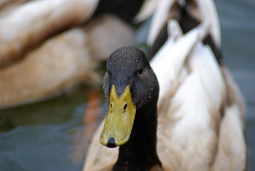 A picture of Talkin Tarn Country Park