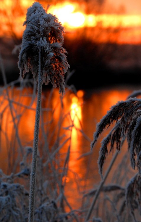Reed with ice, Kingsbury Water Park, North Warwickshire.