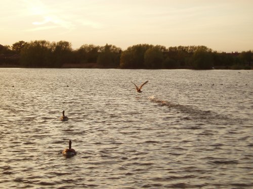 Take off! Canadian Geese on Watermead Country Park, Leicestershire. 25th April 2007