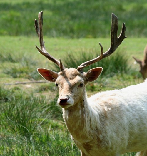Deer, Bolderwood, Hampshire