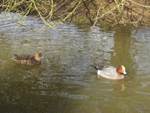 Slimbridge Wetland Centre, Gloucestershire