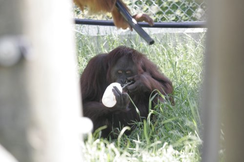 Monkey World Ape Rescue Centre