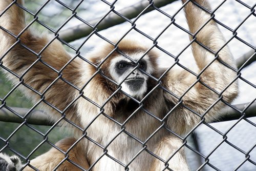 A picture of Monkey World Ape Rescue Centre