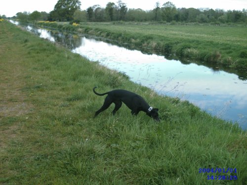 The Somerset levels near Glastonbury