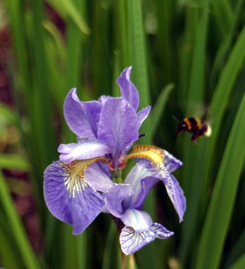 Pembridge, Herefordshire