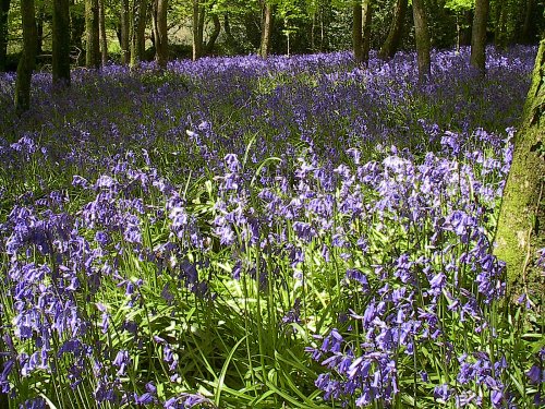 Blackberry camp, Southleigh