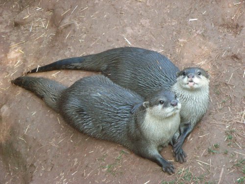 South Lakes Wildlife Park, Dalton in Furness