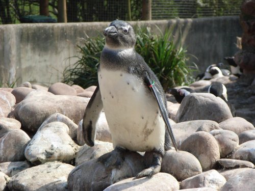 South Lakes Wildlife Park, Dalton in Furness