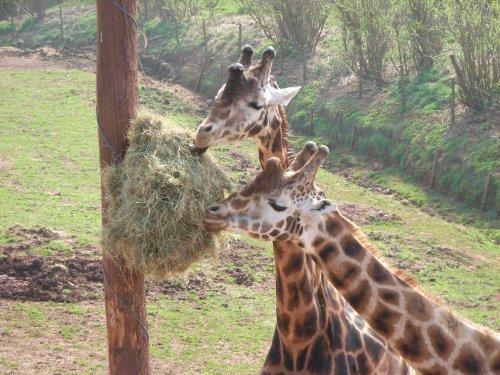 South Lakes Wild Animal Park, Dalton-in-Furness