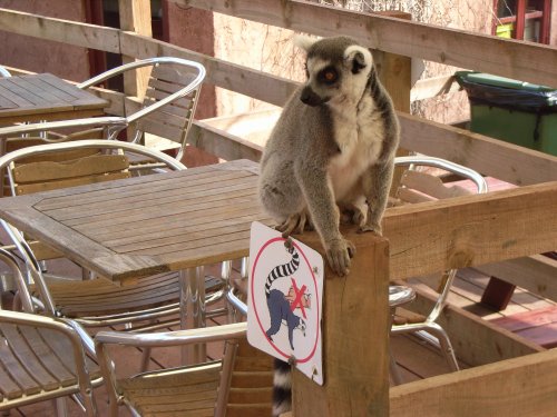 South Lakes Wild Animal Park, Dalton-in-Furness