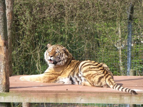 South Lakes Wild Animal Park, Dalton-in-Furness