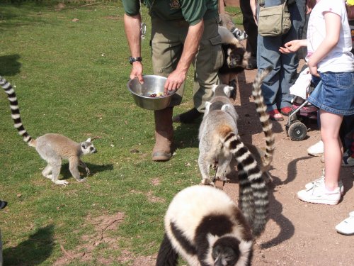 South Lakes Wild Animal Park, Dalton-in-Furness