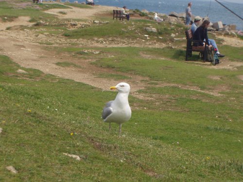 Portland Bill Lighthouse