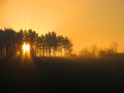Sunrise through the Pines, Cannock Chase