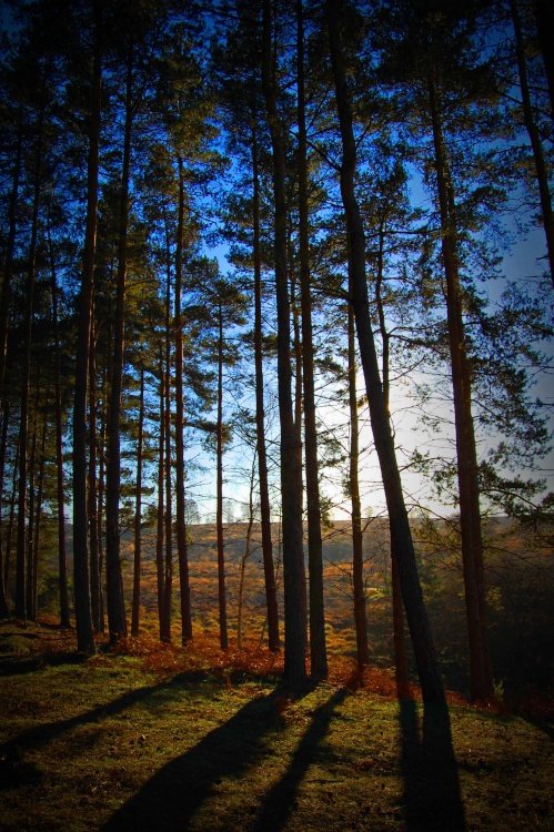 Cannock Chase Country Park, Staffordshire