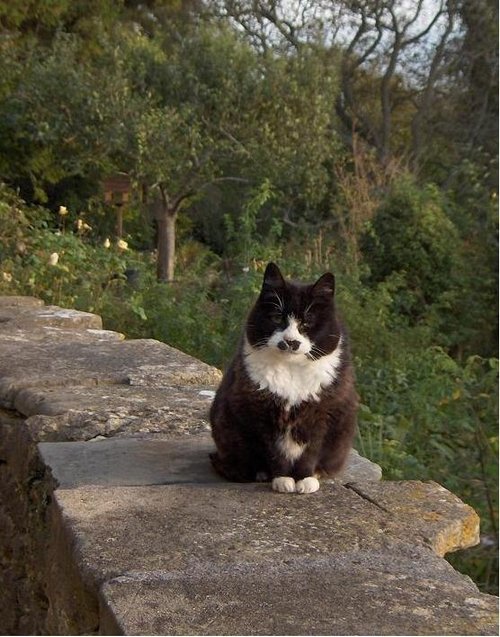 Hitler's Cat, Staples Hill, Freshford, Somerset
