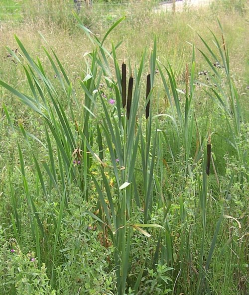 Thrybergh Country Park
