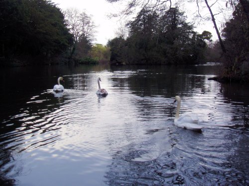 Swans on the lake at Elvaston Castle