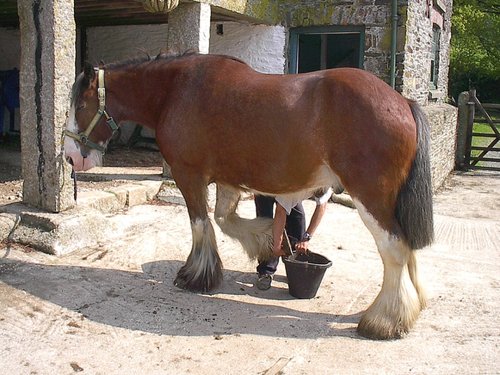 Morwellham Quay Museum