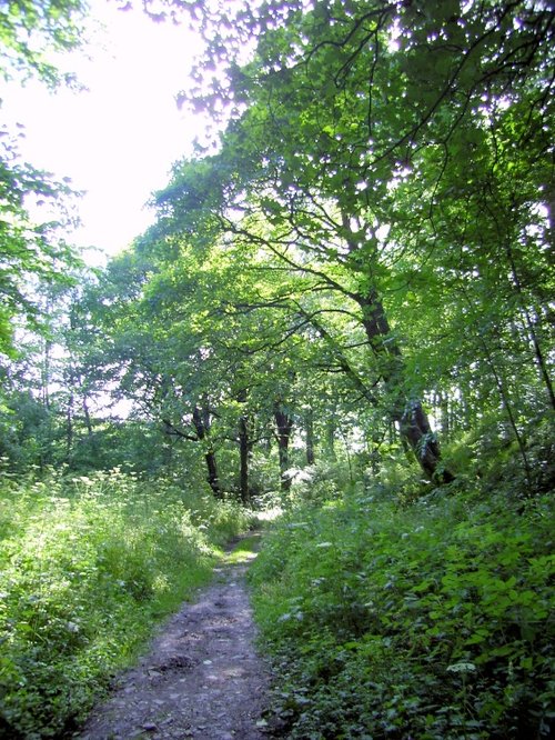 Grin Low Country Park