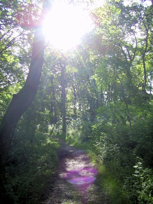 Grin Low Country Park