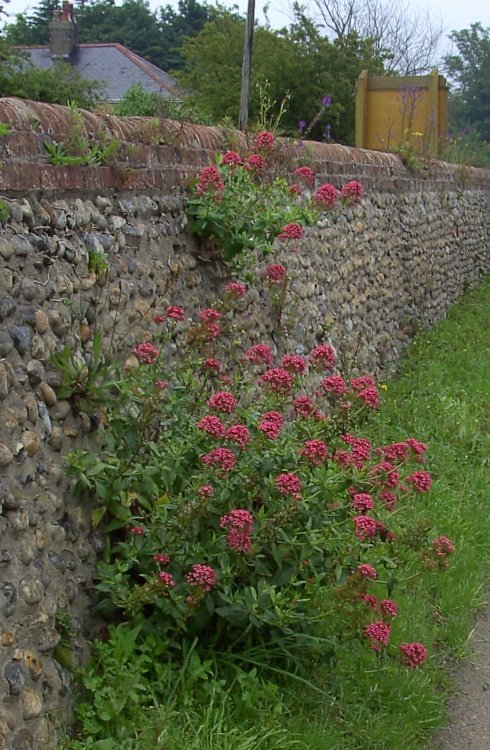 Wild Flowers, Winterton-on-Sea, Norfolk