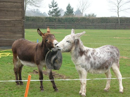The Donkey Sanctuary, Devon