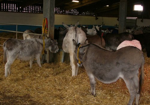 The Donkey Sanctuary