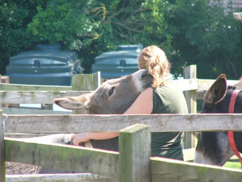 The Donkey Sanctuary