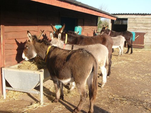 The Donkey Sanctuary