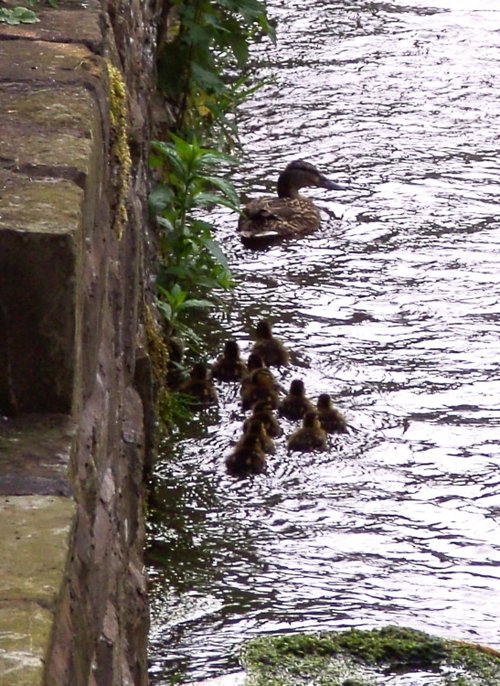 Chesterfield Canal and baby Ducks, Scofton, Nottinghamshire