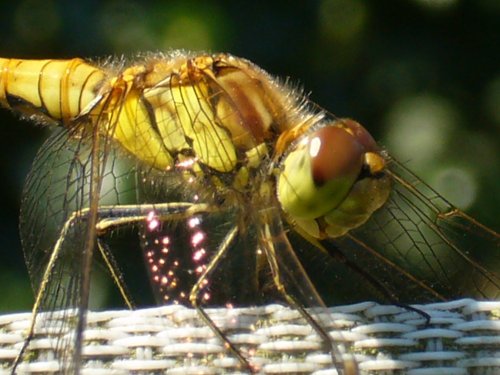 Basking in the sun in Lowestoft, Suffolk