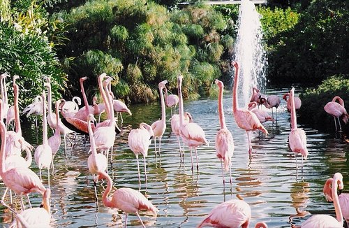Flamingos in York, Yorkshire