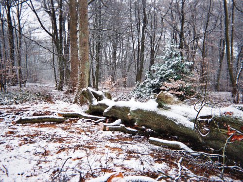Lickey Hills Country Park, Lickey, Worcestershire