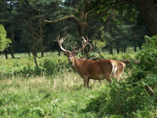 Stag Deer at Normanby Hall Country Park