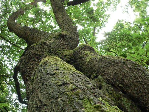 Cannock Chase Country Park