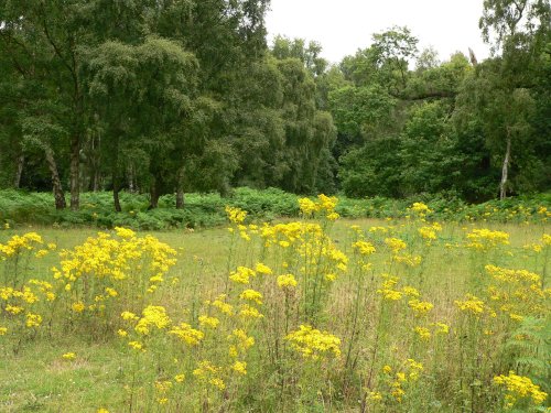 A yellow clearing at Cannock Chase Country Park, Cannock, Staffordshire