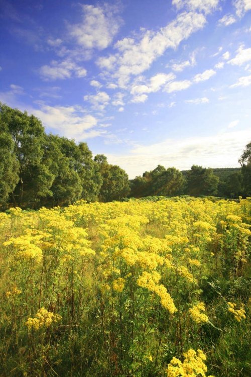 "Fields of Gold" by John Godley at