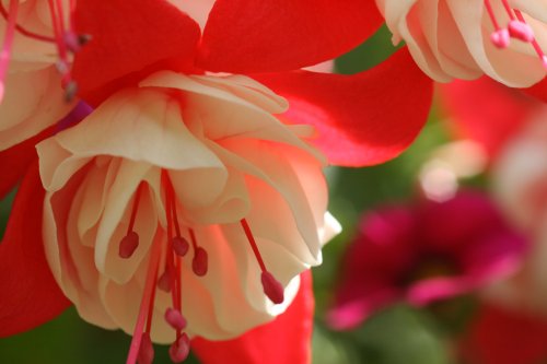 Flowers in Blundeston, Suffolk