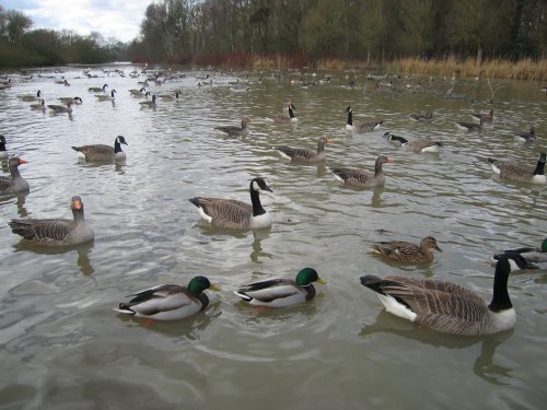 The grounds of Coombe Abbey Hotel in Binley, Warwickshire