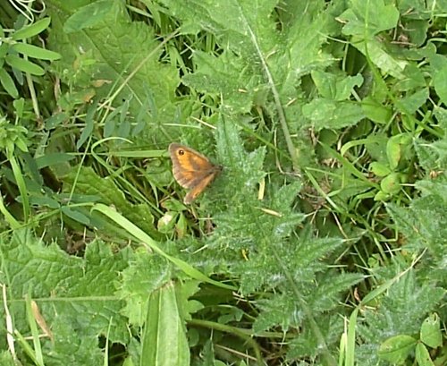 Pools Brooke Country Park