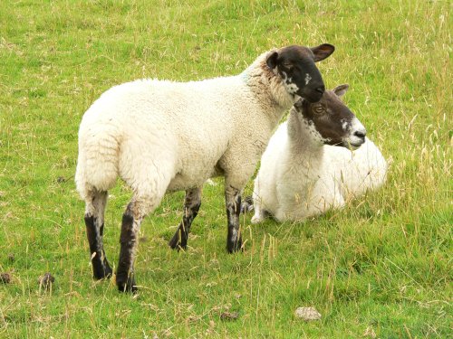 Sheep near Thorpe Cloud, Thorpe, Derbyshire