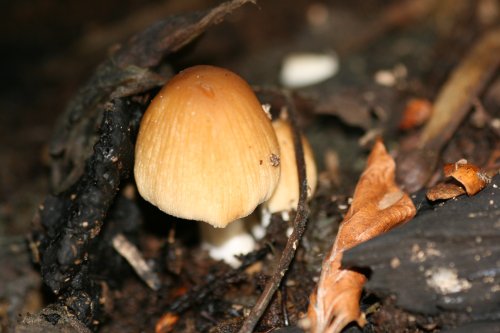 A picture of fungi in Blundeston, Suffolk