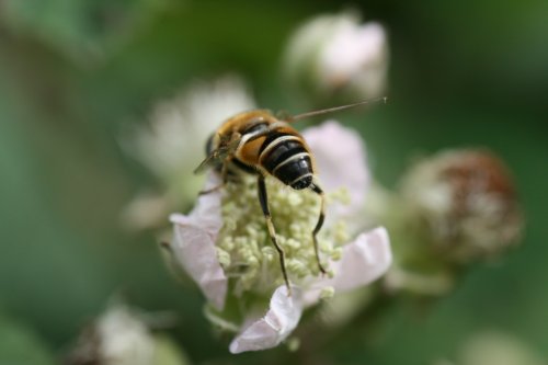 Nature at Camps Heath, Suffolk