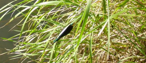 Seaton Valley Country Park