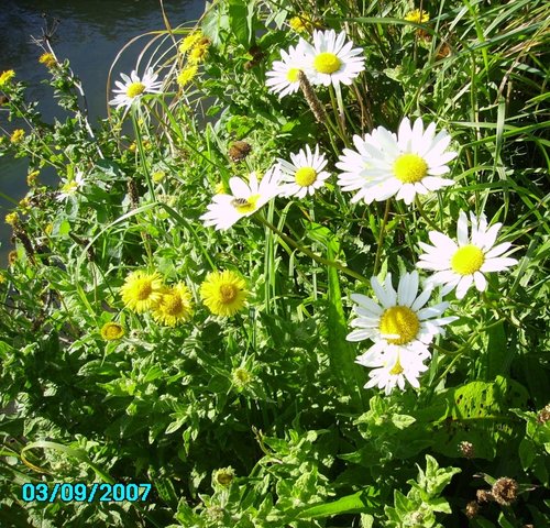 Seaton Valley Country Park