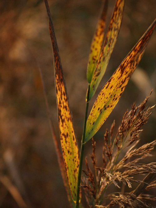 Calvert Jubilee Nature Reserve