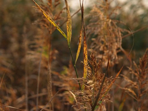 Calvert Jubilee Nature Reserve