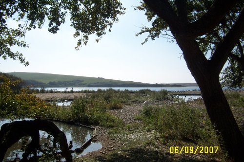 Abbotsbury Swannery